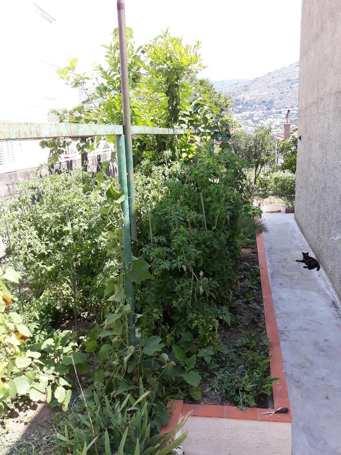 Studio Apartment Garden Dubrovnik Dış mekan fotoğraf